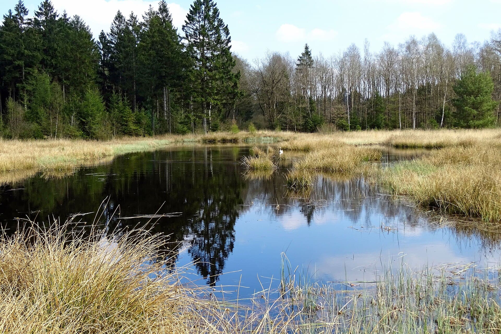 Vennetje in het Gasselterveld